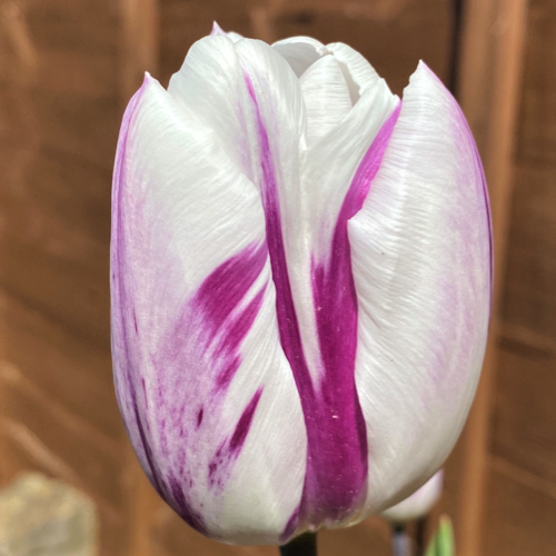 Tulip Flaming Flag